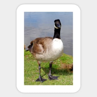 Canada Goose Canadian Geese Wild Bird Sticker
